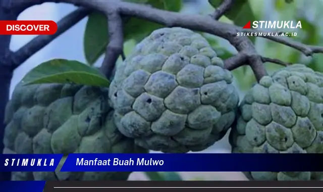 manfaat buah mulwo