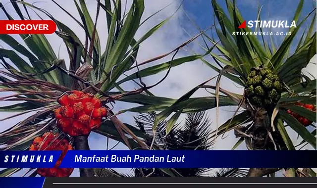 manfaat buah pandan laut