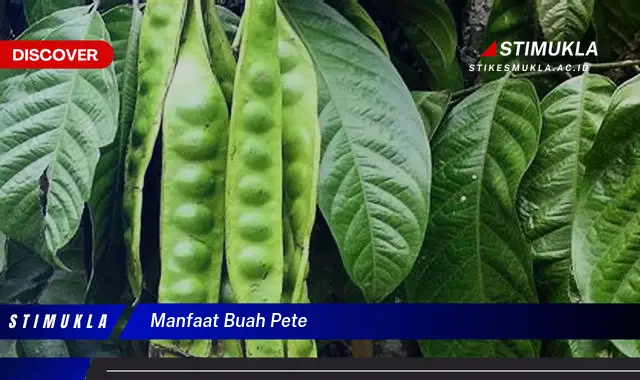 manfaat buah pete