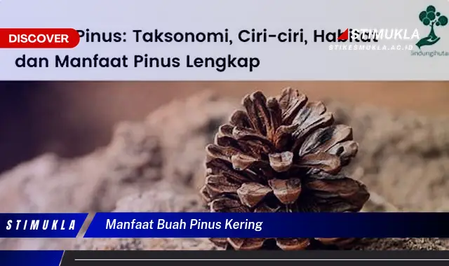 manfaat buah pinus kering
