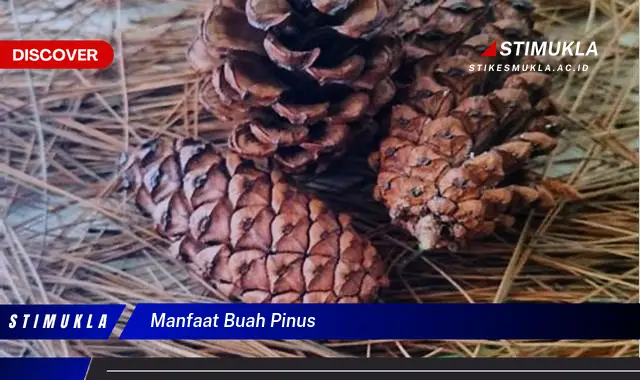 manfaat buah pinus