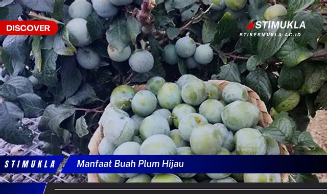 manfaat buah plum hijau