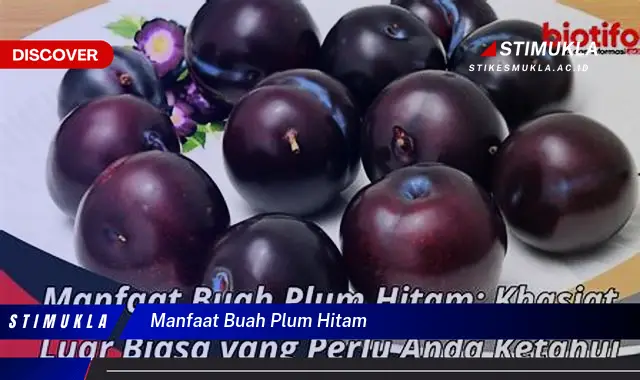 manfaat buah plum hitam