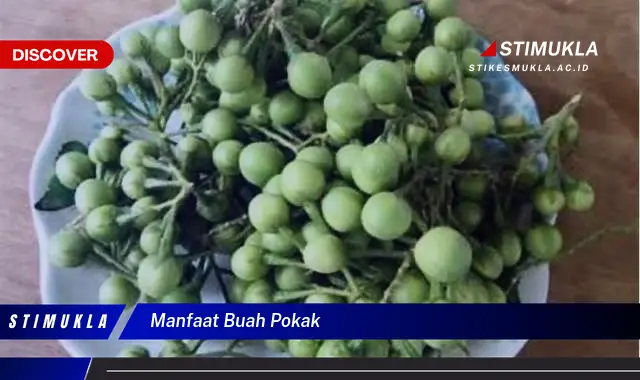 manfaat buah pokak