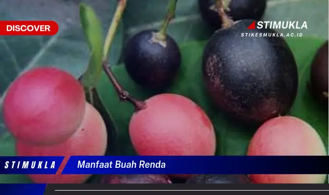 manfaat buah renda