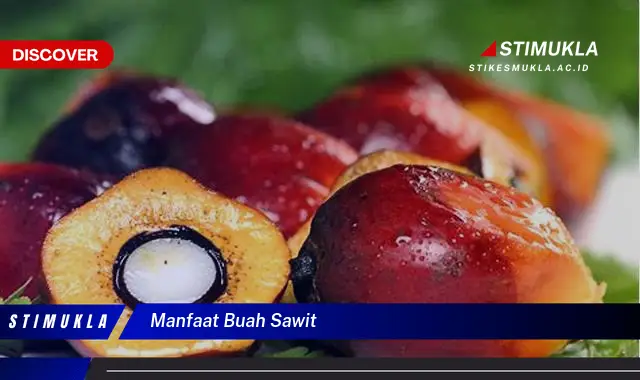 manfaat buah sawit