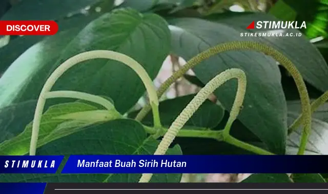 manfaat buah sirih hutan