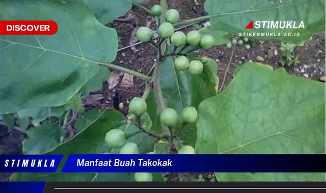 manfaat buah takokak