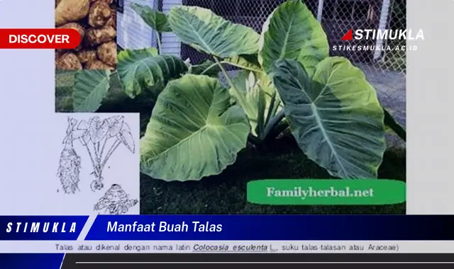 manfaat buah talas