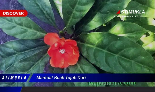 manfaat buah tujuh duri