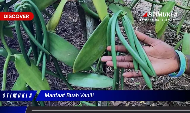 manfaat buah vanili manfaat buah vanili
