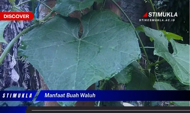 manfaat buah waluh