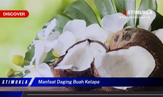 manfaat daging buah kelapa