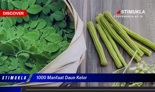 1000 manfaat daun kelor