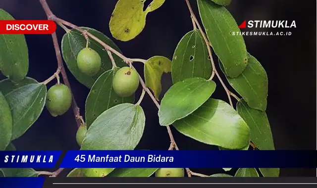 45 manfaat daun bidara