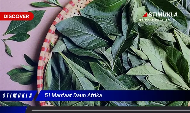 51 manfaat daun afrika