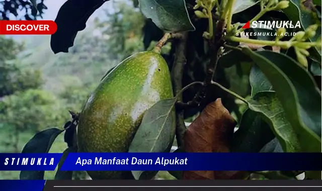 apa manfaat daun alpukat