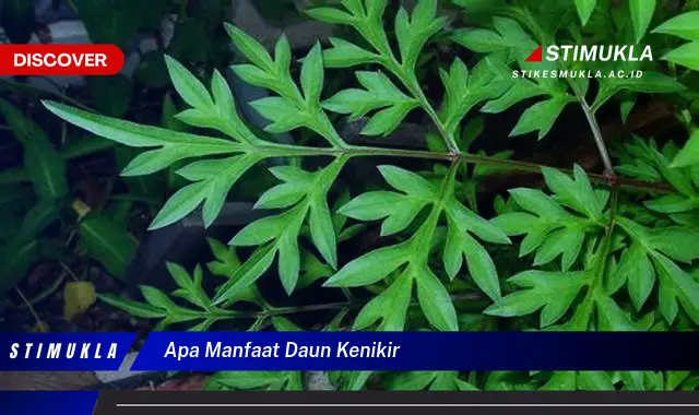apa manfaat daun kenikir