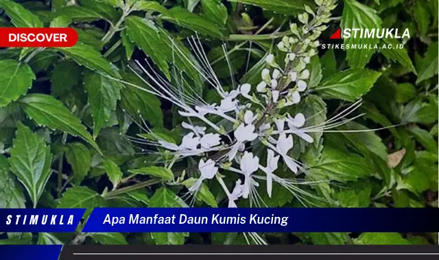 apa manfaat daun kumis kucing