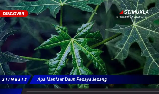 apa manfaat daun pepaya jepang