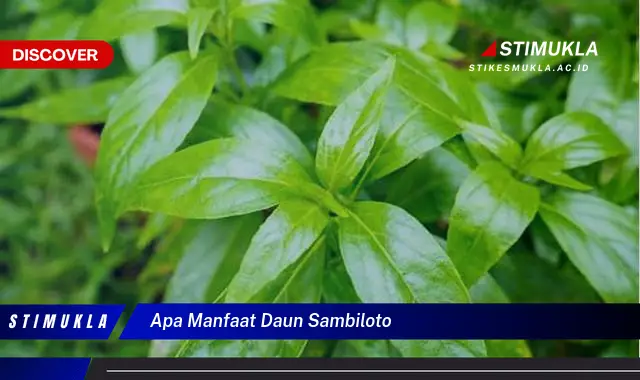 apa manfaat daun sambiloto