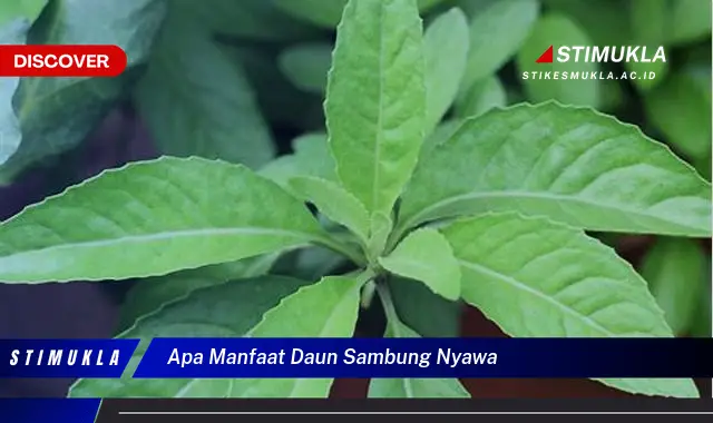 apa manfaat daun sambung nyawa