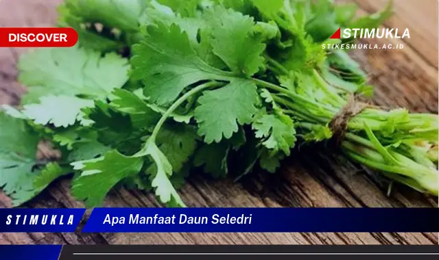 apa manfaat daun seledri