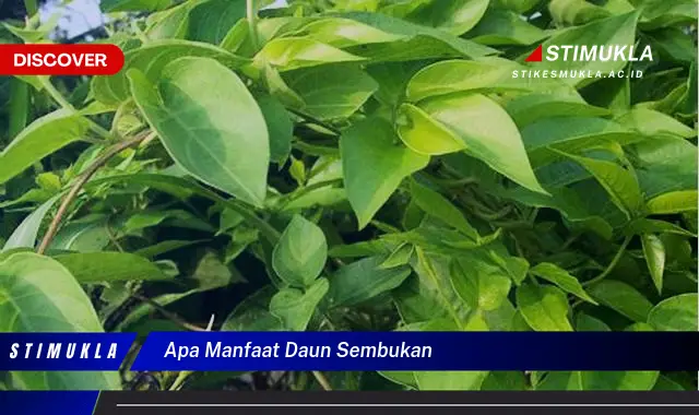 apa manfaat daun sembukan