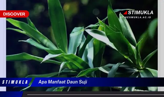 apa manfaat daun suji