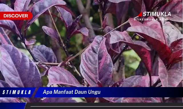 apa manfaat daun ungu