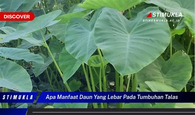 apa manfaat daun yang lebar pada tumbuhan talas