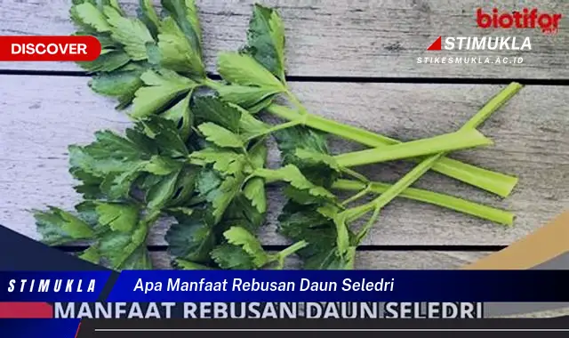 apa manfaat rebusan daun seledri