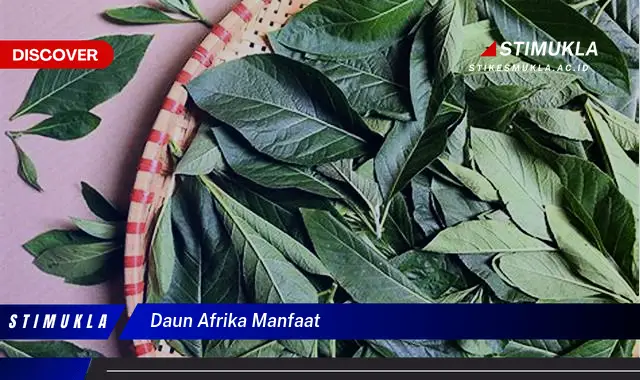 daun afrika manfaat