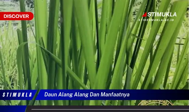 daun alang alang dan manfaatnya