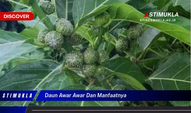 daun awar awar dan manfaatnya