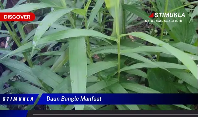 daun bangle manfaat