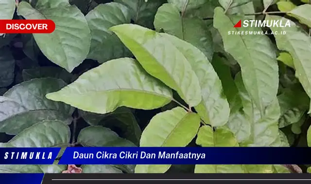 daun cikra cikri dan manfaatnya