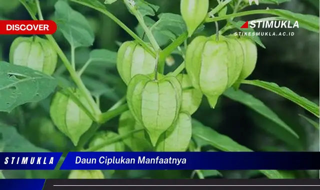 daun ciplukan manfaatnya