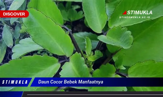 Temukan 7 Manfaat Daun Cocor Bebek yang Wajib Kamu Intip