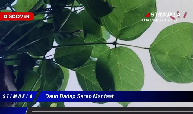 daun dadap serep manfaat