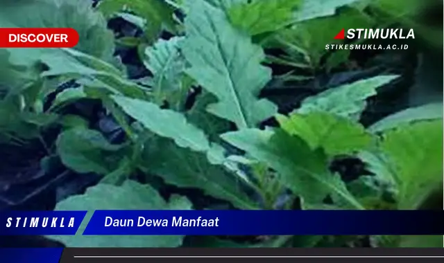 daun dewa manfaat