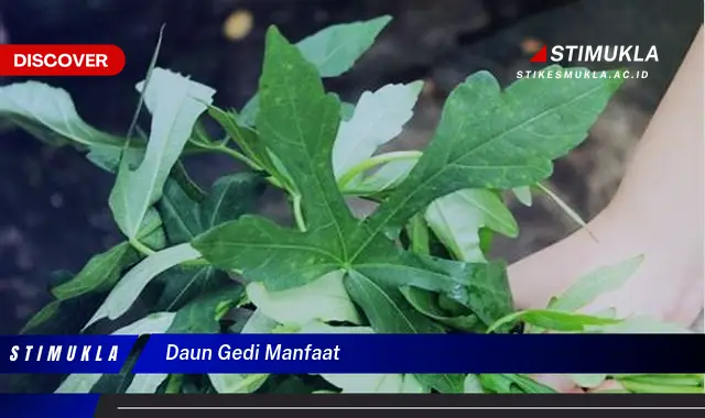 daun gedi manfaat