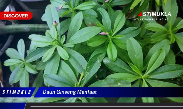 daun ginseng manfaat