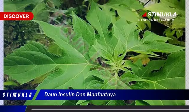 daun insulin dan manfaatnya