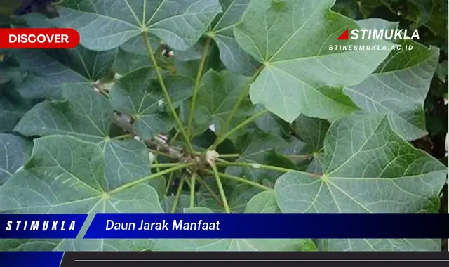 daun jarak manfaat