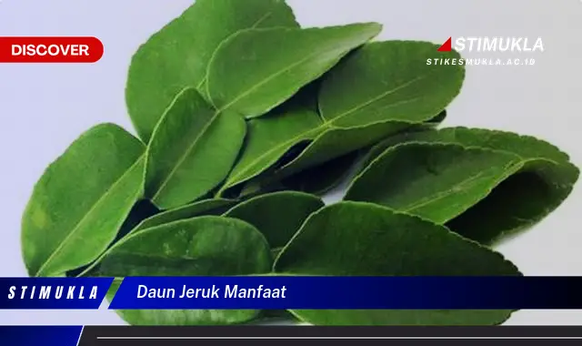 daun jeruk manfaat