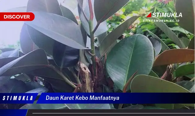 daun karet kebo manfaatnya
