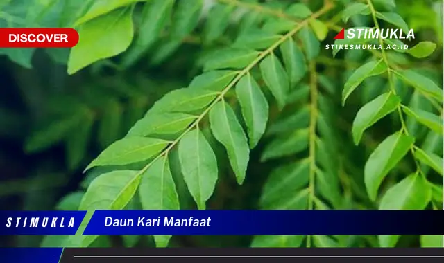 daun kari manfaat