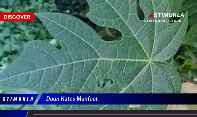 daun kates manfaat