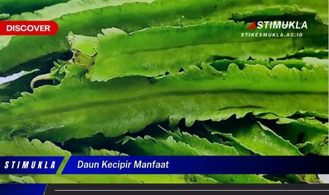 daun kecipir manfaat